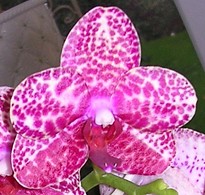 Phalaenopsis Salu Peoker